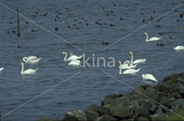 Knobbelzwaan (Cygnus olor)