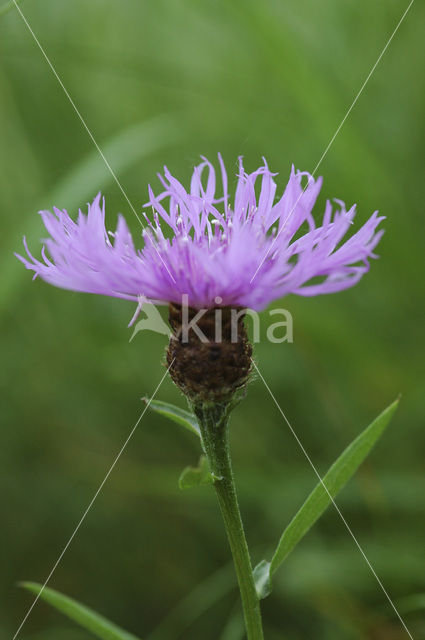 Knoopkruid (Centaurea jacea)