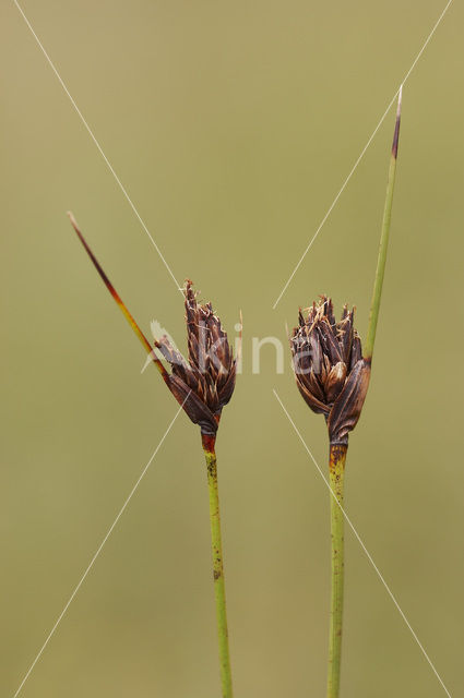 Knopbies (Schoenus nigricans)