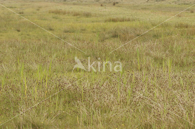 Knopbies (Schoenus nigricans)