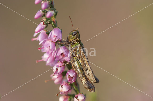 Mottled Grasshopper (Myrmeleotettix maculatus)