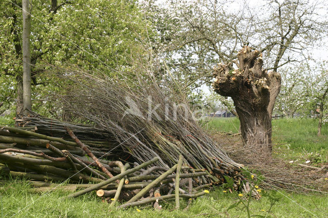 Knotwilg (Salix alba)