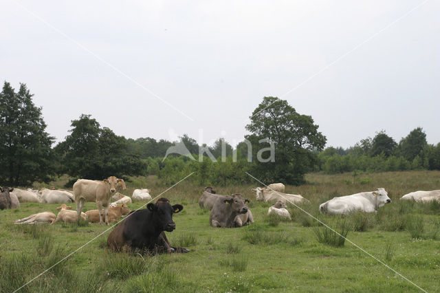 Cow (Bos domesticus)