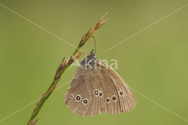 Ringlet (Aphantopus hyperantus)