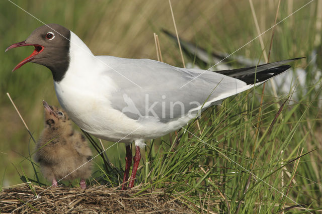 Black-headed Gull (Larus ridibundus)