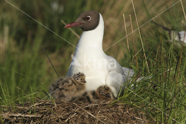 Black-headed Gull (Larus ridibundus)