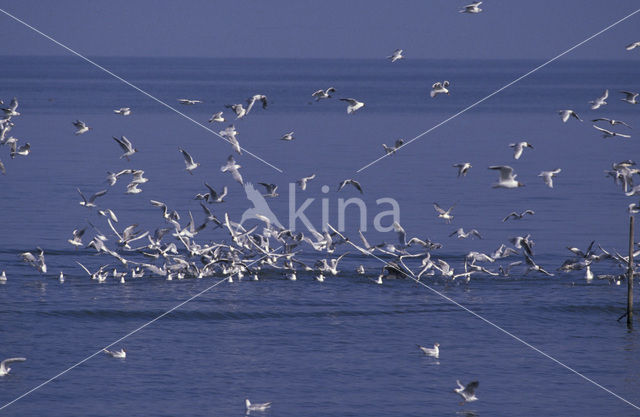 Black-headed Gull (Larus ridibundus)