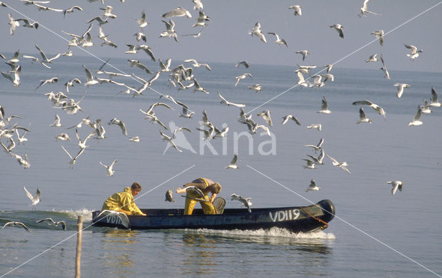 Black-headed Gull (Larus ridibundus)