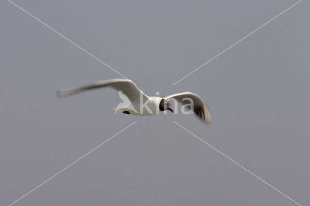 Black-headed Gull (Larus ridibundus)