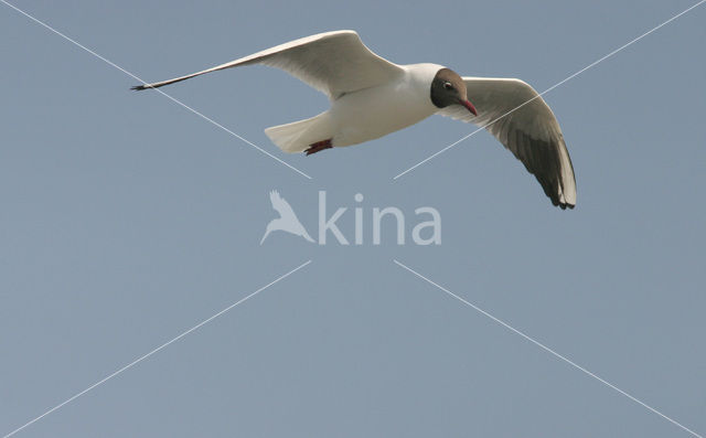 Black-headed Gull (Larus ridibundus)
