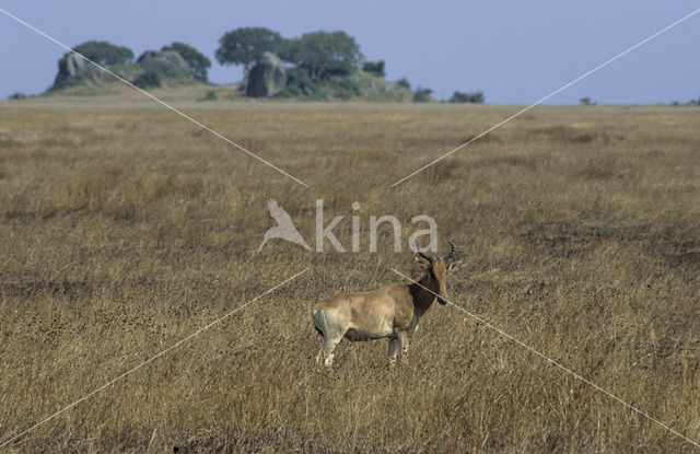 Kongoni (Alcelaphus buselaphus cokii)