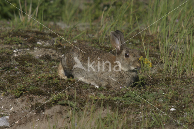 Rabbit (Oryctolagus cuniculus)