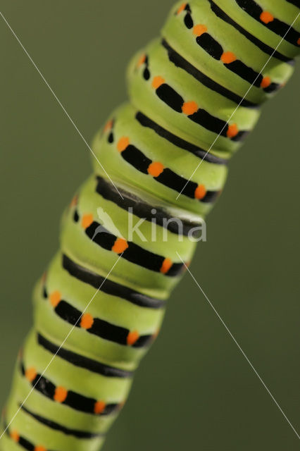 Swallowtail (Papilio machaon)