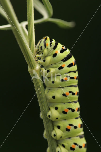 Swallowtail (Papilio machaon)