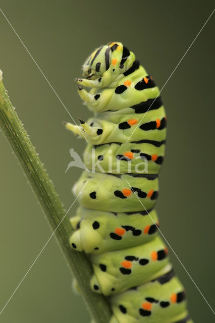 Koninginnepage (Papilio machaon)