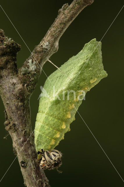 Swallowtail (Papilio machaon)