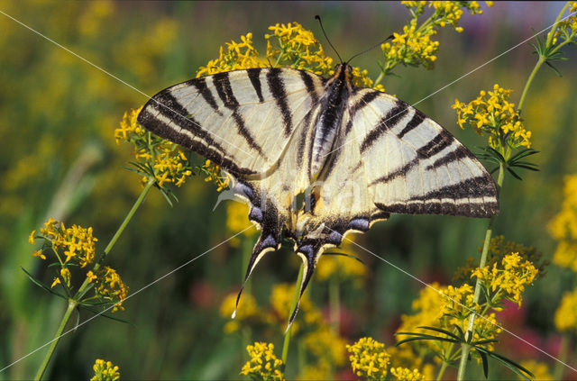Scarce Swallowtail (Iphiclides podalirius)