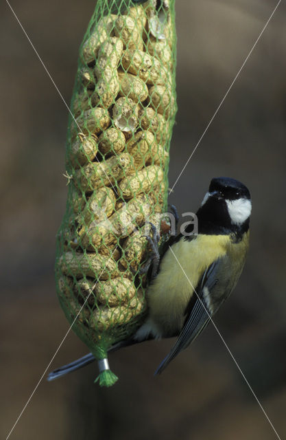 Koolmees (Parus major)