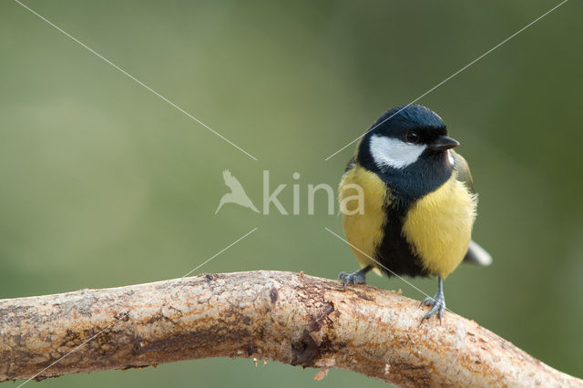 Great Tit (Parus major)