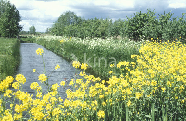 Koolzaad (Brassica napus)