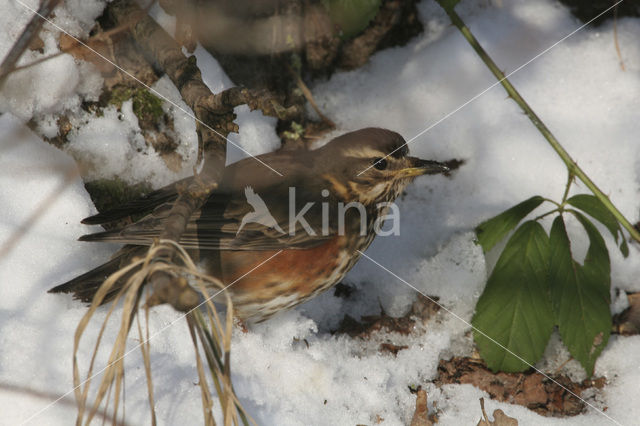 Koperwiek (Turdus iliacus)