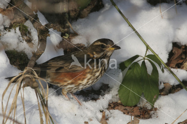 Koperwiek (Turdus iliacus)