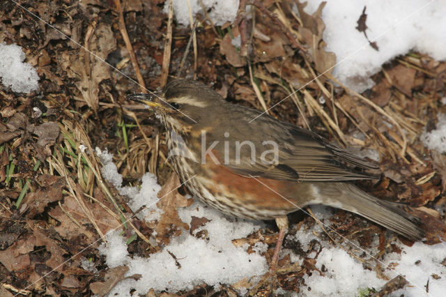 Koperwiek (Turdus iliacus)