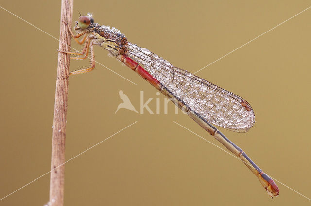 Small Red Damselfly (Ceriagrion tenellum)