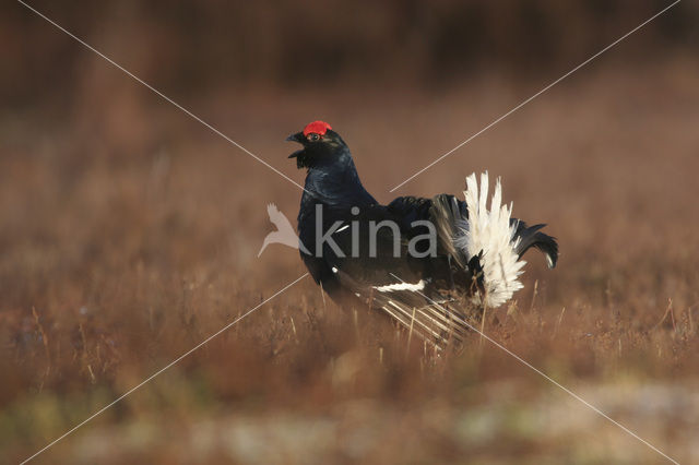 Black Grouse (Tetrao tetrix)