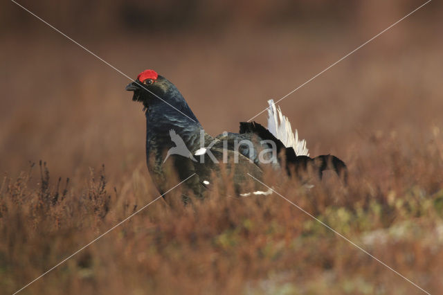 Black Grouse (Tetrao tetrix)