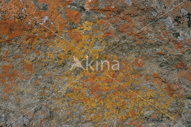 Lichen