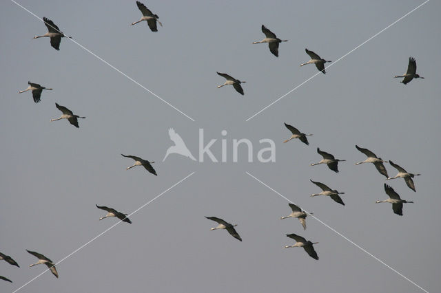 Common Crane (Grus grus)
