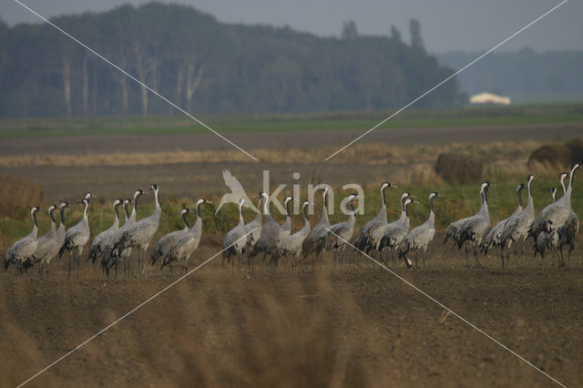 Kraanvogel (Grus grus)