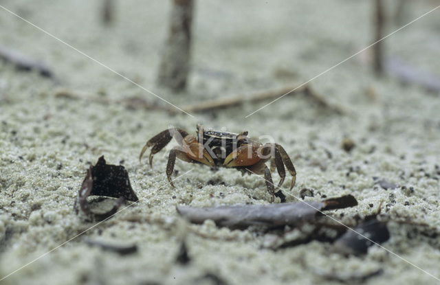 Krab spec.