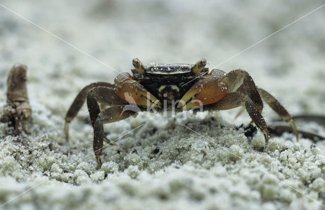 crab