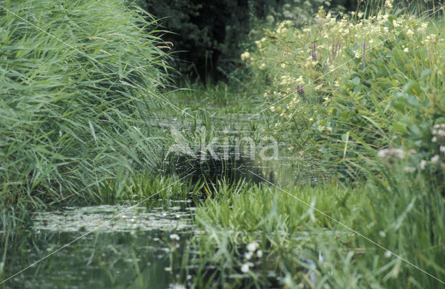 Krabbescheer (Stratiotes aloides)