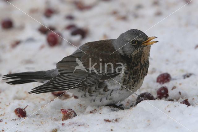 Kramsvogel (Turdus pilaris)