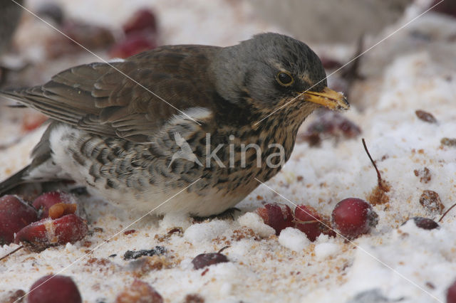 Fieldfare (Turdus pilaris)