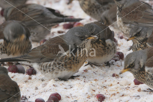 Kramsvogel (Turdus pilaris)