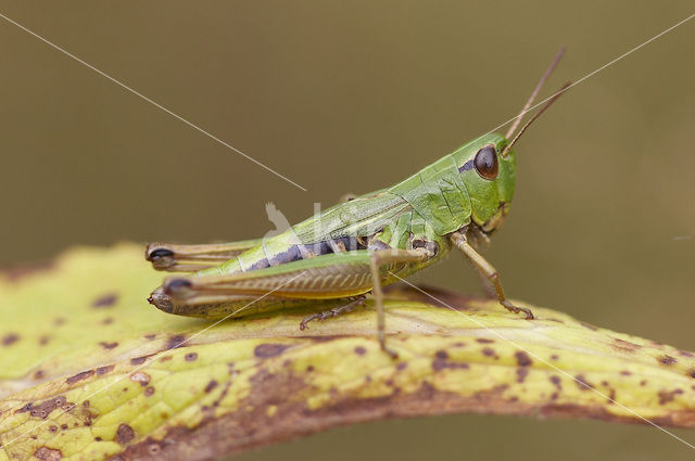 Meadow Grasshopper (Chorthippus parallelus)