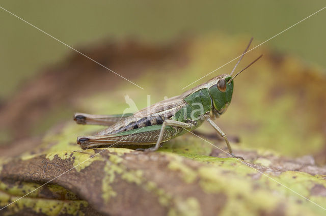 Meadow Grasshopper (Chorthippus parallelus)