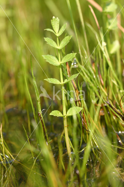 Kruipend moerasscherm (Apium repens)