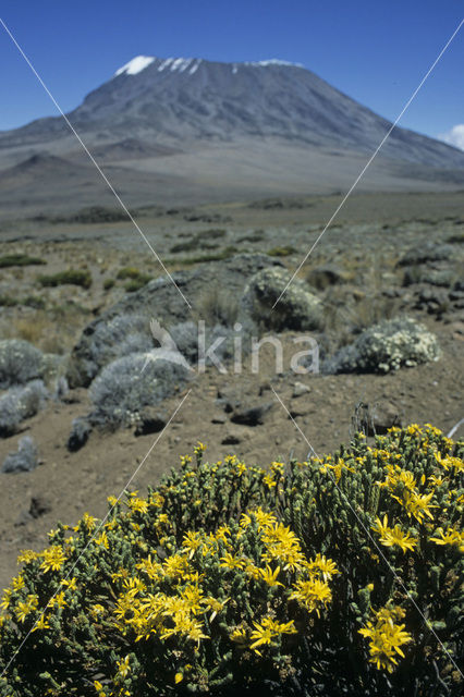 ragwort (Senecio telekii)