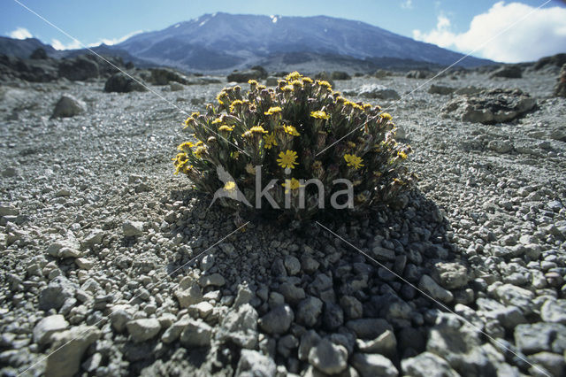 kruiskruid (Senecio telekii)