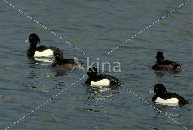 Tufted Duck (Aythya fuligula)