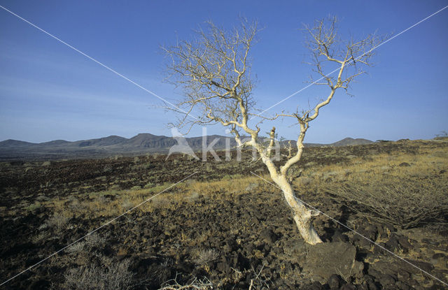 Lake Turkana National Park