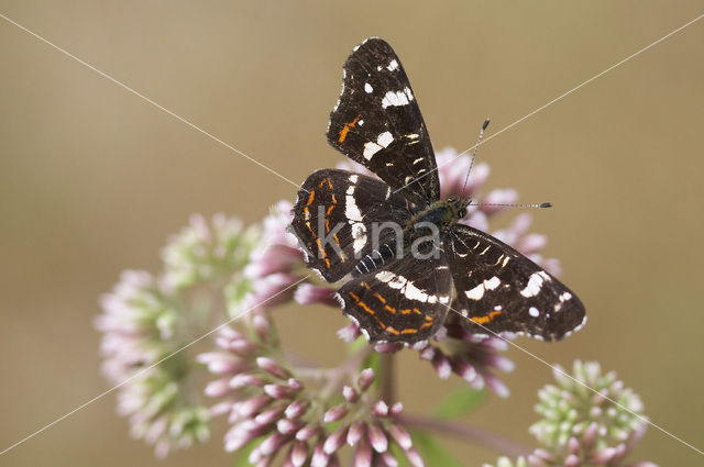 Map Butterfly (Araschnia levana)