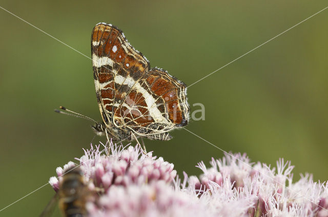 Map Butterfly (Araschnia levana)