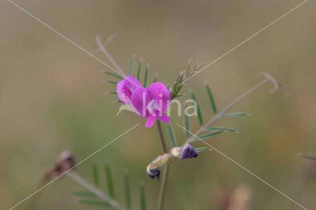 Lathyruswikke (Vicia lathyroides)