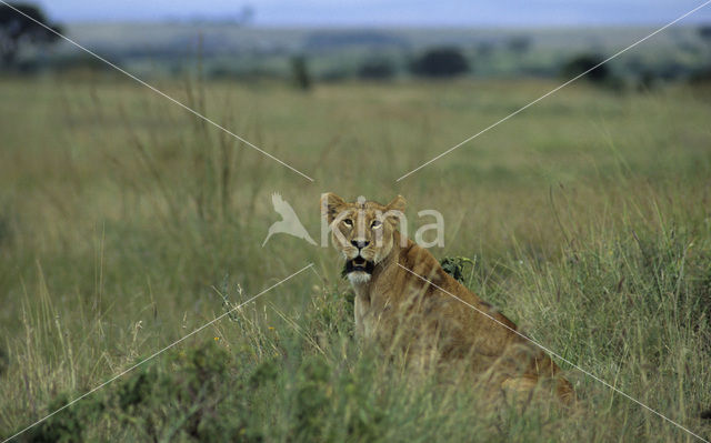 Lion (Panthera leo)